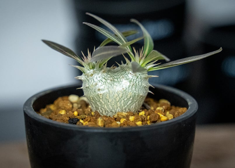 パキポディウムホロンベンセ パキポディウム ホロンベンセ | mana's farm:塊根植物・アガベ・ドライ