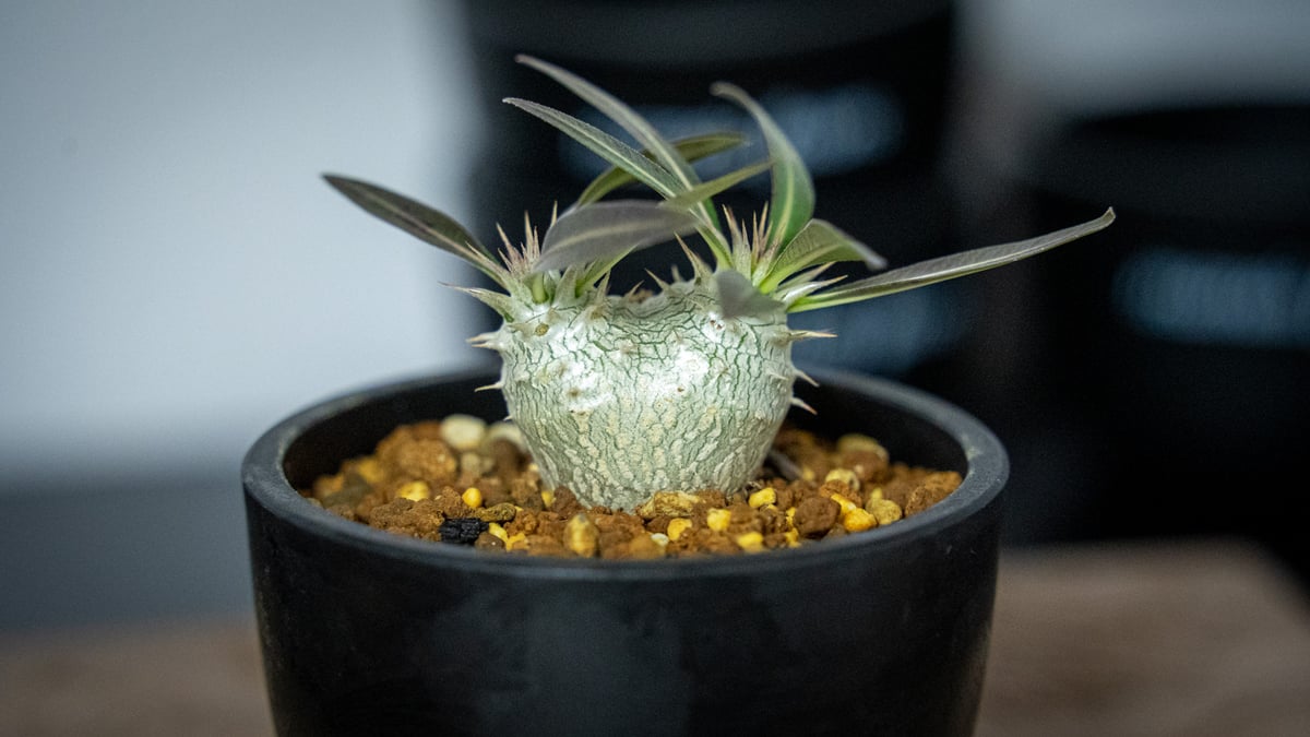 パキポディウム ホロンベンセ Pachypodium horombense | mana's