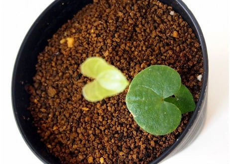 亀甲竜 ディオスコレア エレファンティペス  dioscorea elephantipes 　実生苗