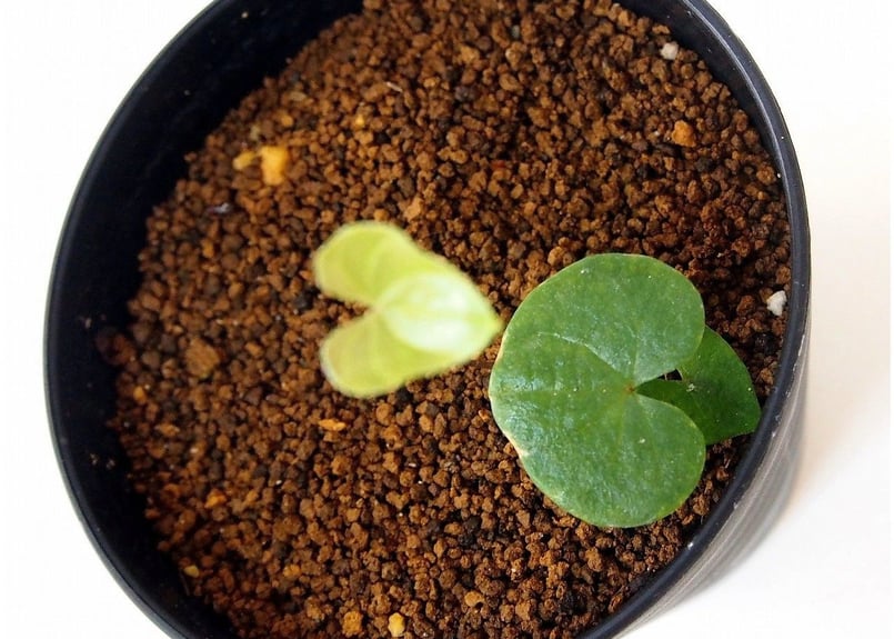 亀甲竜 ディオスコレア エレファンティペス dioscorea elephantipes
