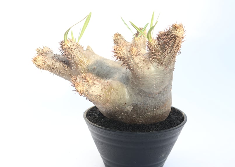 パキポディウム イノピナツム no.2 | mana's green:塊根植物販売 パキポディウム イノピナツム no.2 | mana's green:塊根植物販売