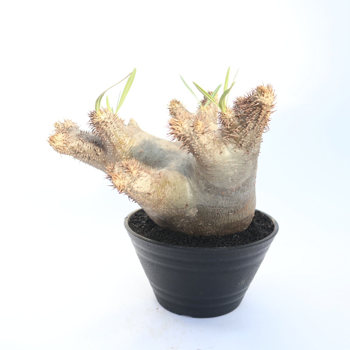 パキポディウム イノピナツム no.2 | mana's green:塊根植物販売 パキポディウム イノピナツム no.2 | mana's green:塊根植物販売