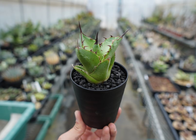 抜き苗】アガベ チタノタ FO-76 Agave titanota FO-76 | mana