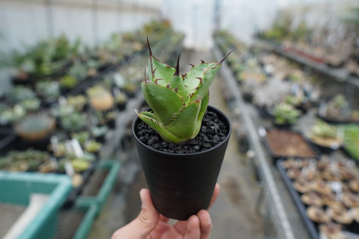 抜き苗】アガベ チタノタ FO-76 Agave titanota FO-76 | mana