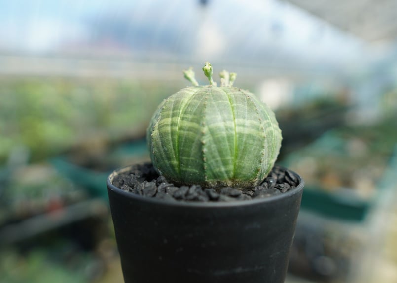 ユーフォルビア オベサ Euphorbia obesa | mana's farm:塊根植物・