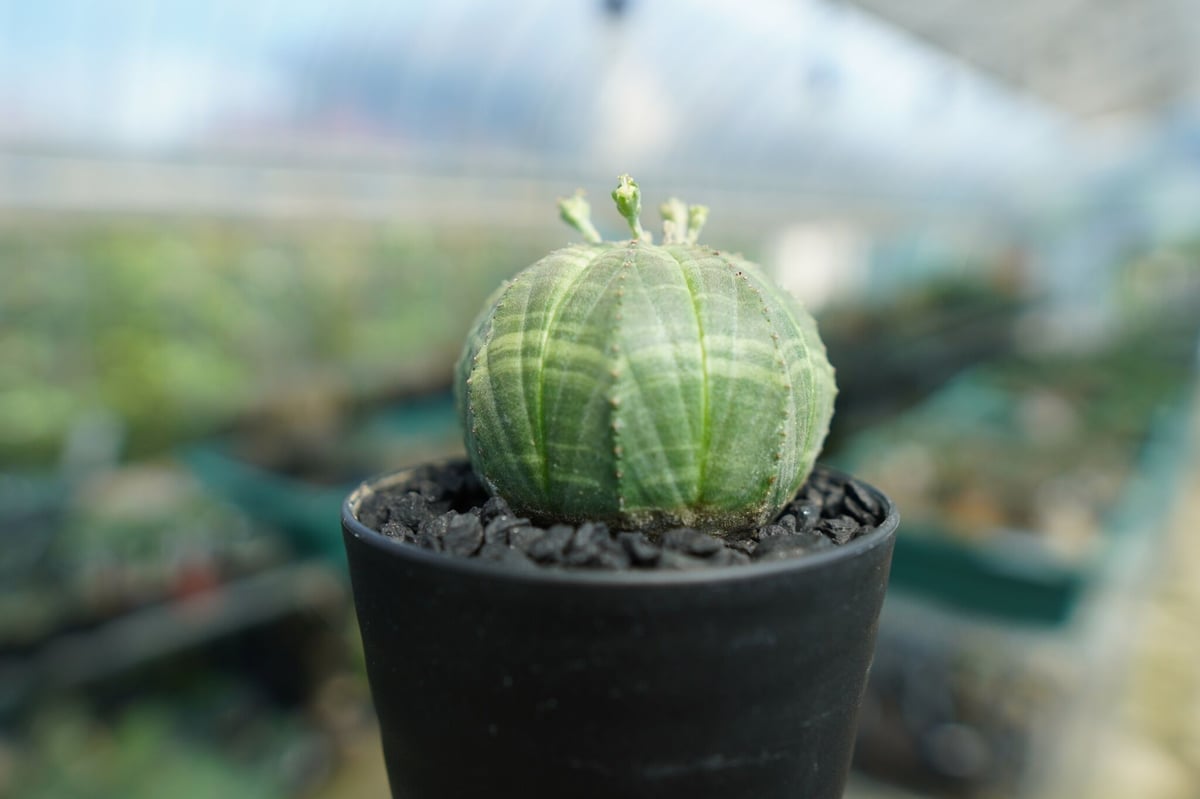ユーフォルビア オベサ Euphorbia obesa | mana's farm:塊根植物・