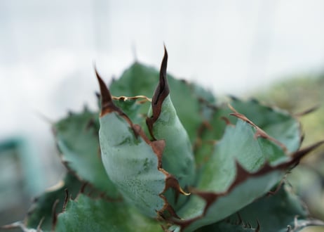 アガベ　チタノタ　 ブラックアンドブルー 　Agave titanota black and blue　NO.1