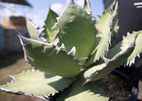 Agave Fo-76 特選特大株のカキコ株