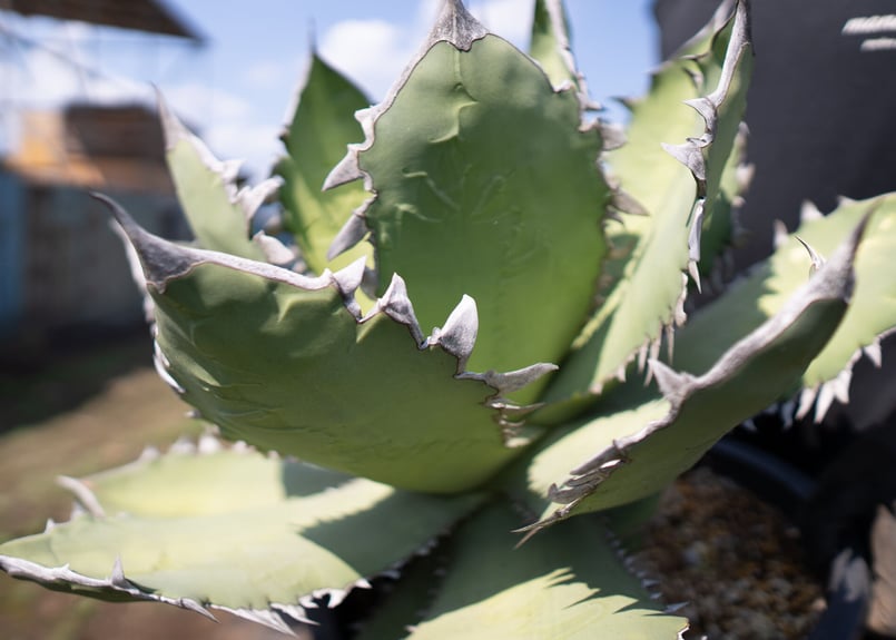 アガベ【氷山】カキ仔 多肉植物 アガベ 氷山 | hanayoshi-botanical