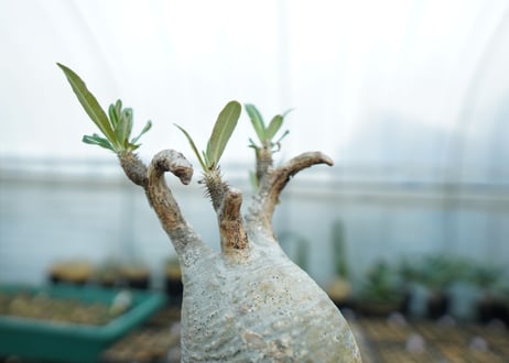 パキポディウム　グラキリス　 Pachypodium Gracilius  No.2