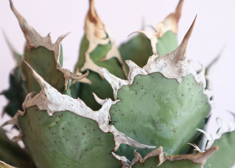 アガベ チタノタ シエラミクスティカ no.2 | mana's farm:塊根植物