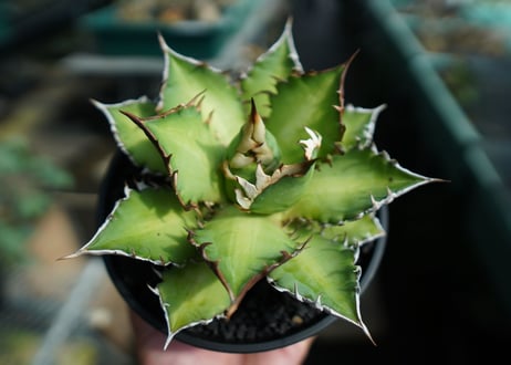 アガベ　チタノタ　レッドキャットウィーズル　Agave titanota Red catweezle　No.4