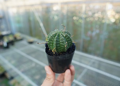 ユーフォルビア　スーパーバリダ　Euphorbia super valida  No.1