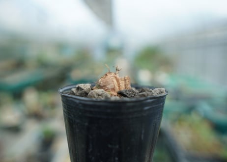 亀甲竜　Dioscorea elephantipes　No.3