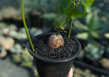 亀甲竜　Dioscorea elephantipes No.2