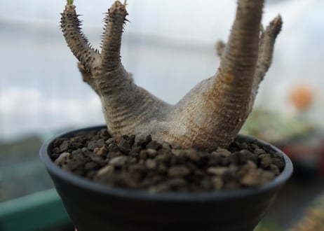 パキポディウム マカイエンセ　Pachypodium makayense　No.1