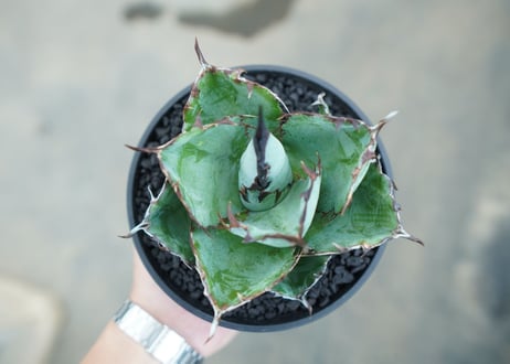 アガベ　チタノタ　 ブラックアンドブルー 　Agave titanota black and blue　NO.6