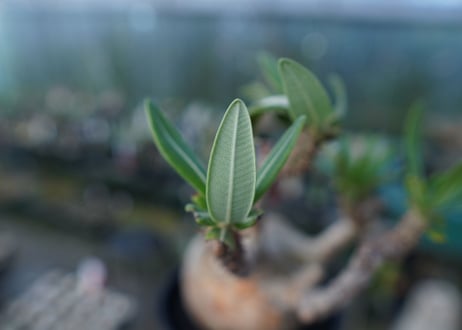 パキポディウム　グラキリス　 Pachypodium Gracilius  No.1