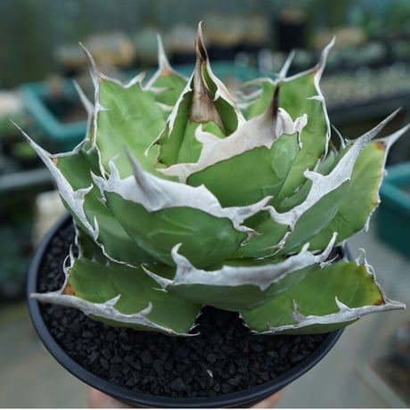 アガベ　獅子光　台湾 アガベ 獅子光 台湾 - メルカリ