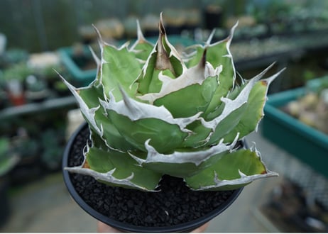 CATEGORY 特選株 | mana's green:塊根植物販売|マナズグリーン CATEGORY 特選株 | mana's green:塊根植物販売|マナズグリーン
