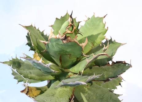 Agave titanota FO-76