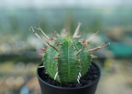 ユーフォルビア　スーパーバリダ　Euphorbia super valida