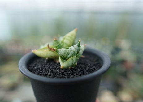 サンセベリア ボンセレンシス スーパードワーフ　 Sansevieria Boncellensis superdwarf