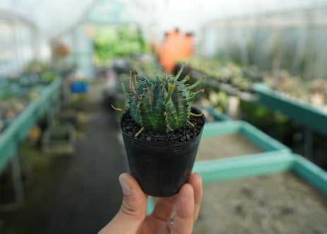 ユーフォルビア　スーパーバリダ　Euphorbia super valida  No.6