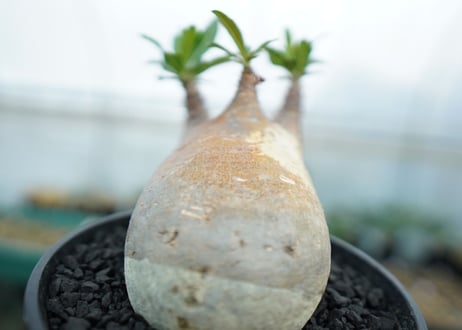 パキポディウム　グラキリス　 Pachypodium Gracilius  No.4