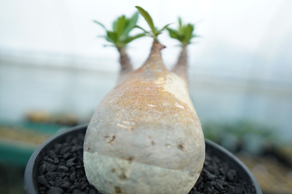 パキポディウム グラキリス Pachypodium Gracilius No.4 | ma