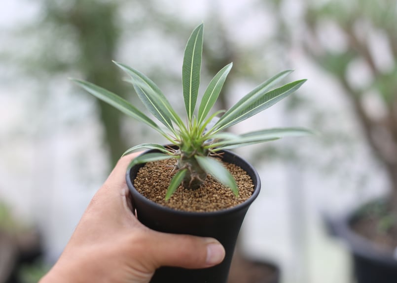 パキポディウム ラメリー ラモスム 国内実生 | mana's farm:塊根植物