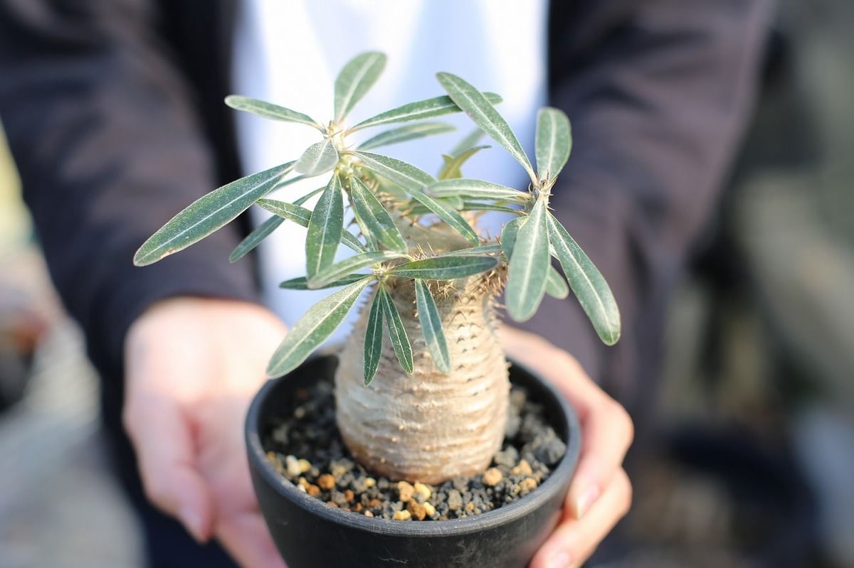 パキポディウム カクチペス鉢込◾️ボタナイズSHO-DO 塊根植物