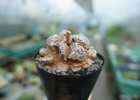 【長谷川園芸産】亀甲竜　Dioscorea elephantipes　No.4