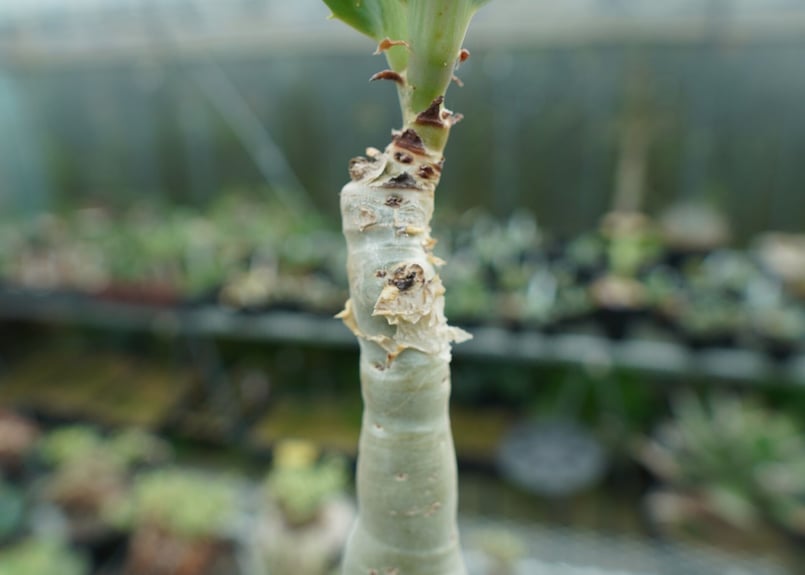 キフォステンマ ユッタエ Cyphostemma juttae | mana's farm:塊