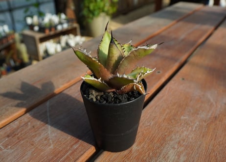 アガベ　チタノタ　黒火焔 　Agave titanota Black fire