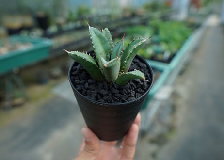 アガベ　チタノタ　FO-76　Agave titanota  FO-76　No.7