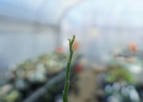 アデニア　グラウカ　Adenia Glauca　No.2
