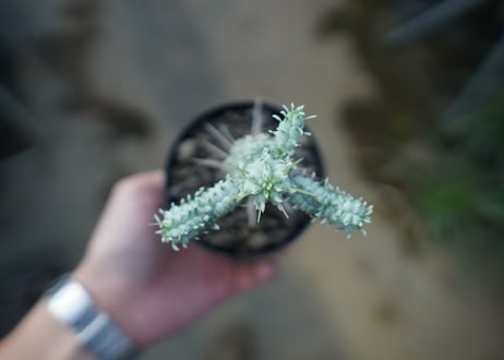ユーフォルビア　ミルクトロン　Euphorbia mammillaris cv. variegat　No.1