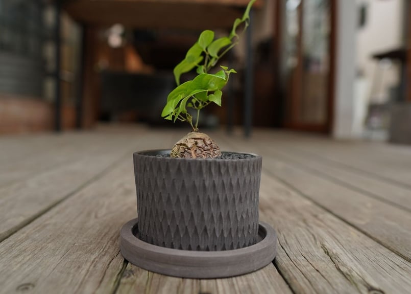 亀甲竜 ”塊根植物スターターセット” NO.3 | mana's farm:塊根植物