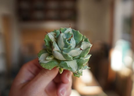 アガベ　王妃雷神錦　白中斑　Agave　“Ohi Raijin Nishiki Shironakahu”