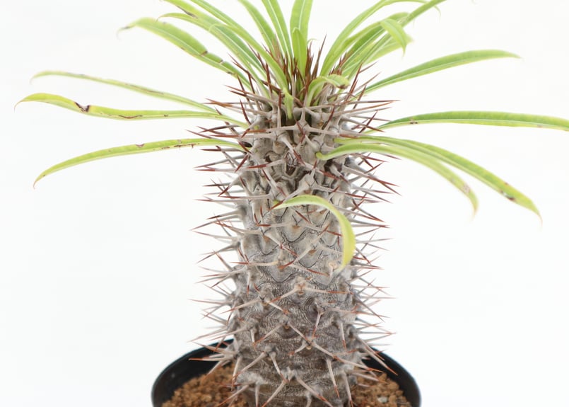 ❣️パキポディウム ラメリー 超大株❗️子株付き❣️抜き苗 ❣️パキポディウム ラメリー 超大株❗️子株付き❣️抜き苗