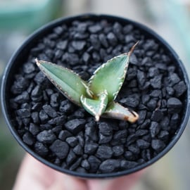 アガベ　確認用 アガベ・チタノタの判定方法 (Agave titanota)