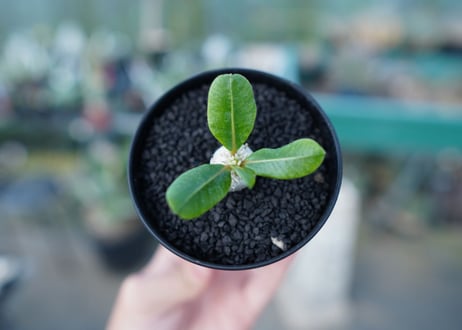 パキポディウム　恵比寿笑い　Pachypodium brevicaule　No.3