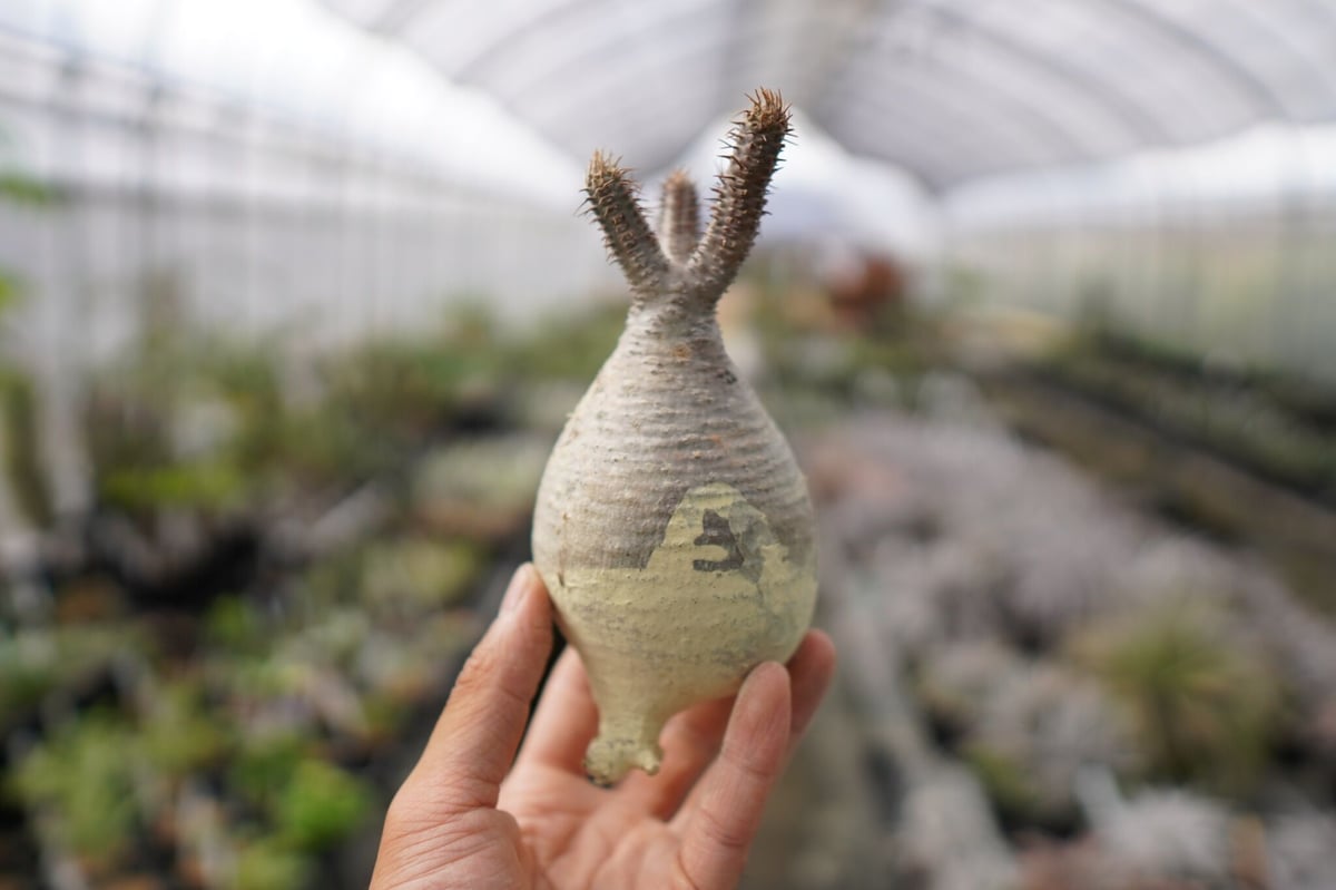 パキポディウム・品種不明(抜き苗) パキポディウム・品種不明(抜き苗) V247【自社養生発根株