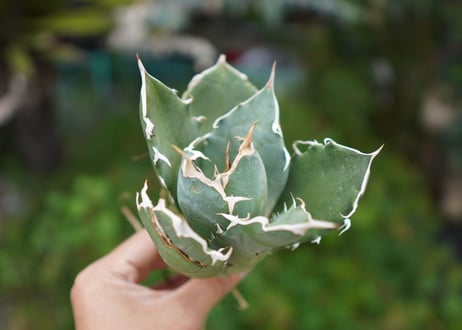 Agave titanota 白鯨 B NO.4