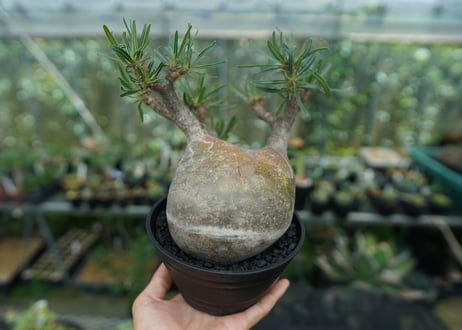 パキポディウム　グラキリス　 Pachypodium Gracilius  No.4