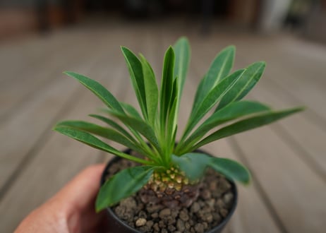 鉄甲丸　Euphorbia bupleurifolia