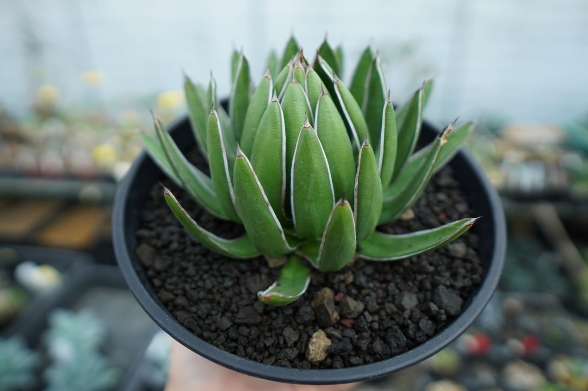 アガベ 雪嶺 アガベ ハイブリッド '雪嶺' Agave hybrid 'Formosa' 台湾