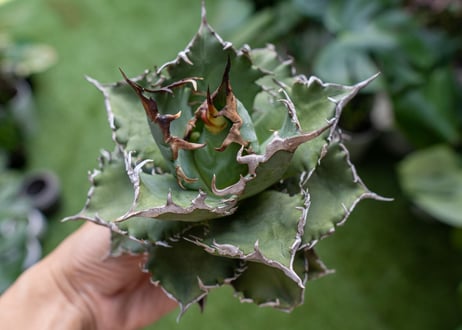 Agave titanota Solar eclipse 夕映嚴龍  NO.3