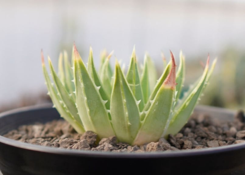 し*も様 アロエポリフィラ3.5寸 4点セット(ABCDセット) し*も様 アロエ